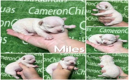 Chihuahua dogs for sale: Chihuahua 4 puppies - Image 20