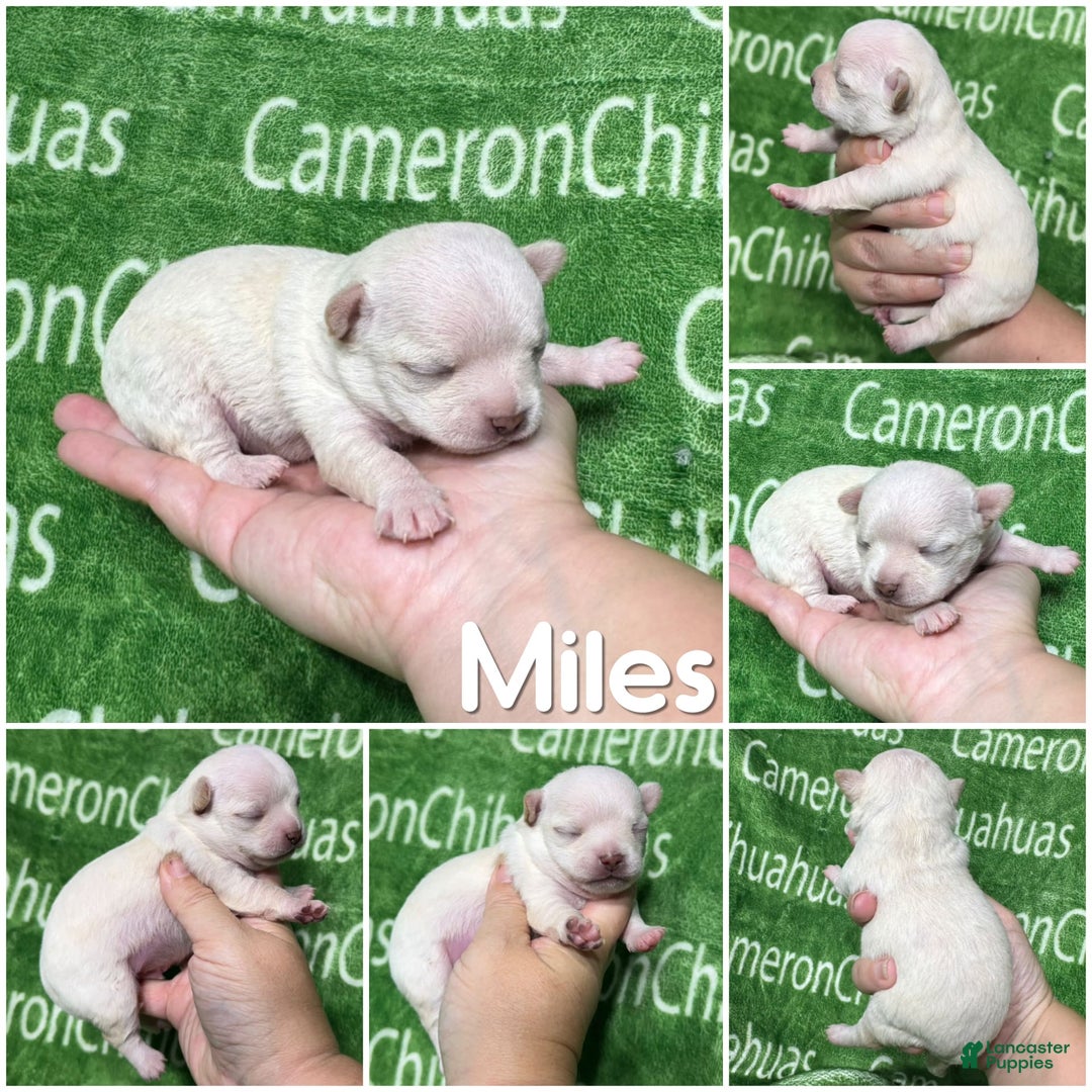 Chihuahua dogs for sale: Chihuahua 4 puppies - Image 20