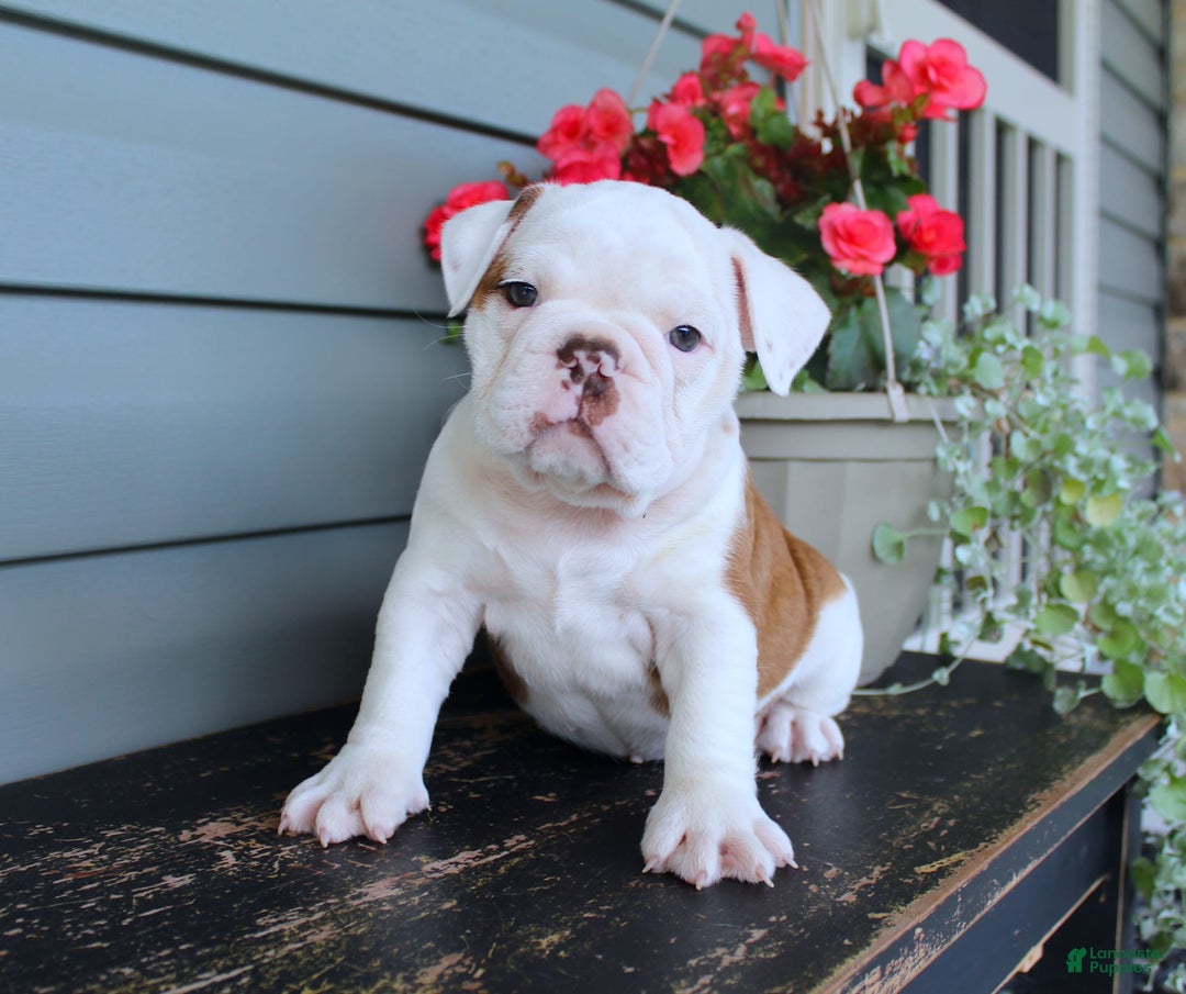 English Bulldog dogs for sale: Ruffles - Image 1