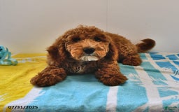Mini Goldendoodle dogs for sale: Dakota - Image 3
