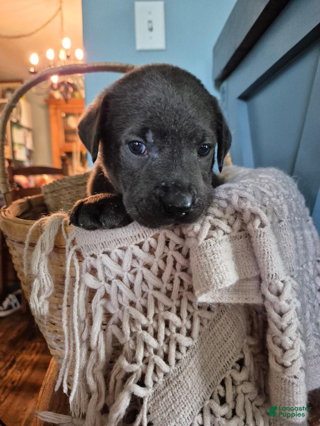 Labrador Retriever dogs for sale: Oscar Martinez - Image 2