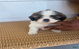 Teddy Bear dogs for sale: Noname - Image 1