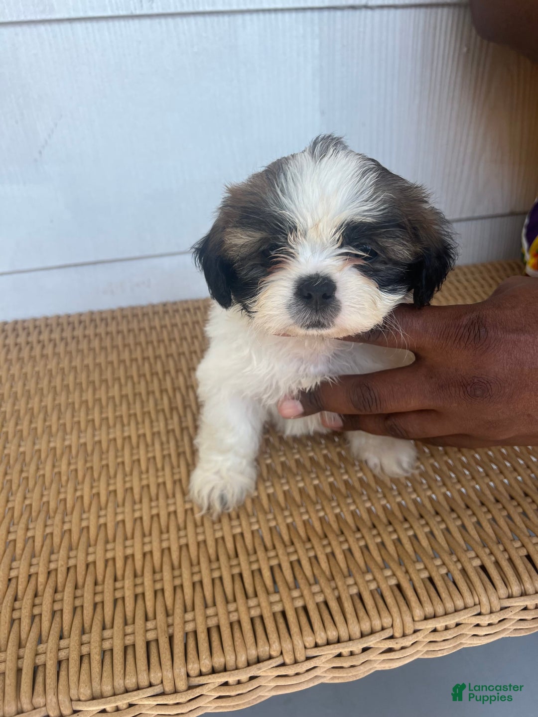 Teddy Bear dogs for sale: Noname - Image 1