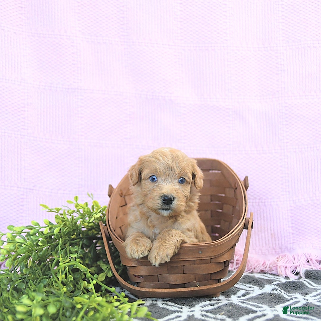 Mini Goldendoodle dogs for sale: Kassia - Image 2
