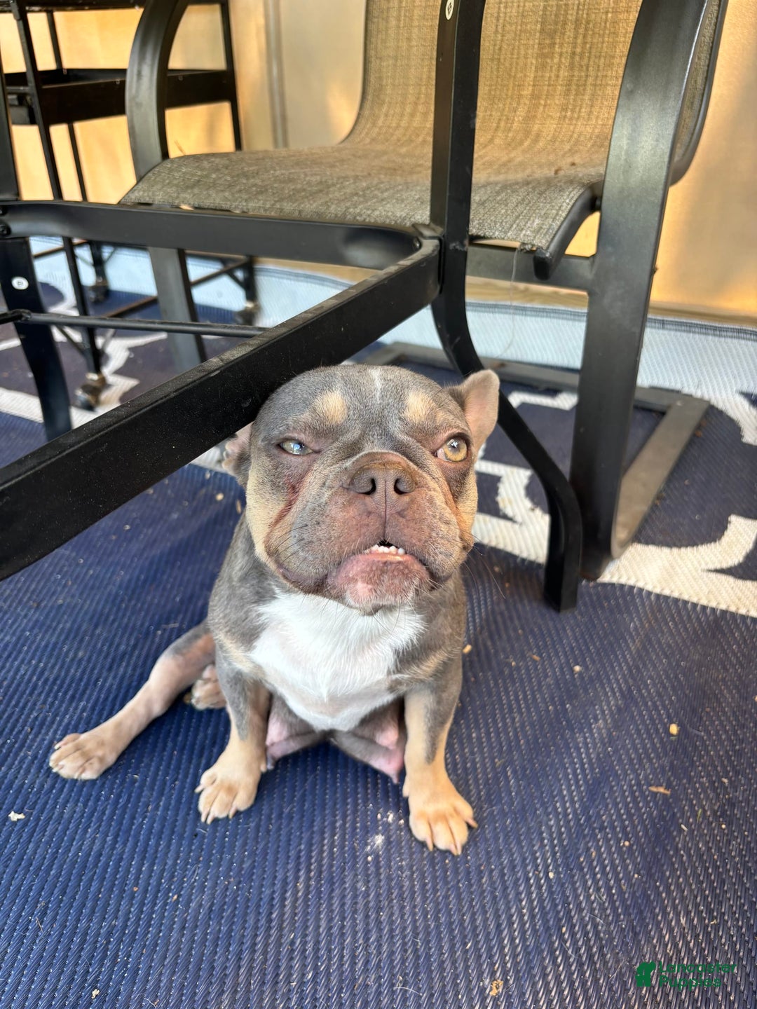 English Bulldog dogs for sale: Shadow - Image 2