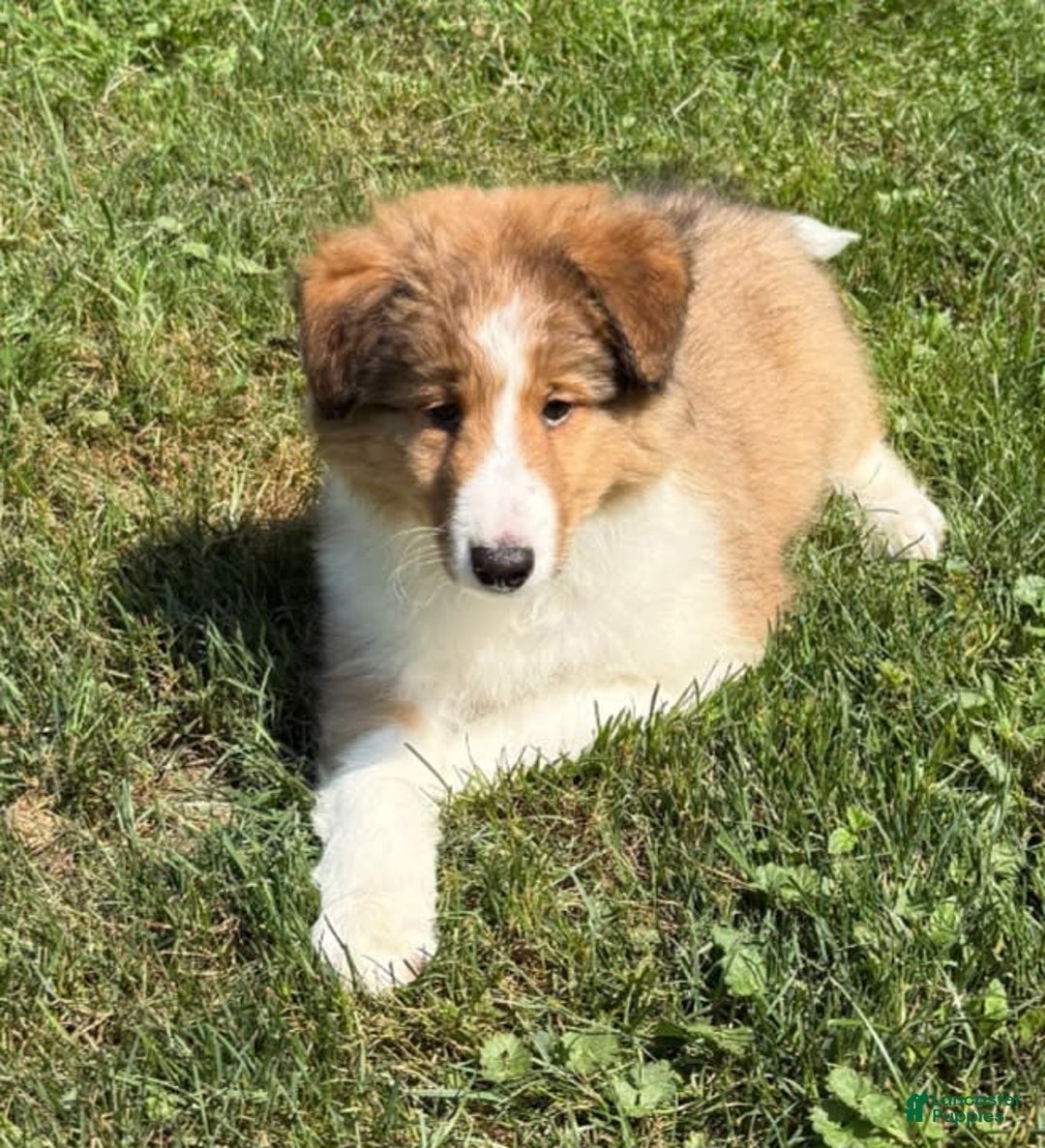 Shetland Sheepdog dogs for sale: Lucy - Image 1