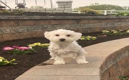 Coton De Tulear dogs for sale: Alfie - Image 3