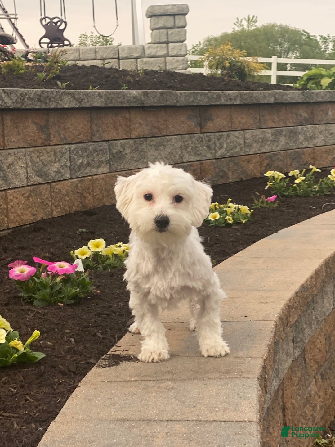 Coton De Tulear dogs for sale: Alfie - Image 3
