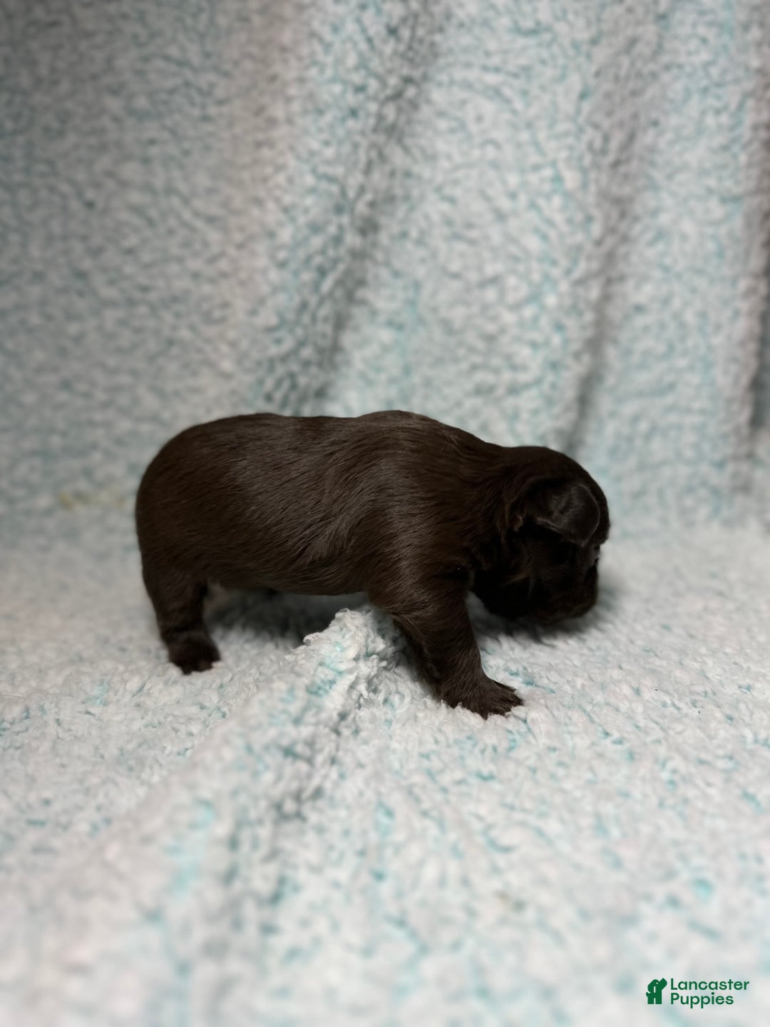 French Bulldog dogs for sale: Chocobelle - Image 6