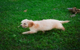 Cavapoo dogs for sale: Casey - Image 5
