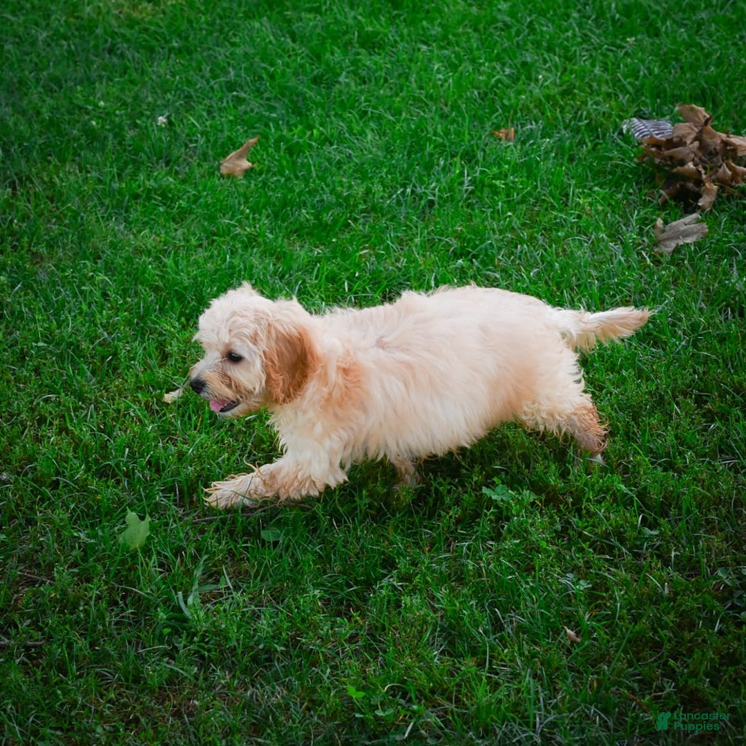 Cavapoo dogs for sale: Casey - Image 5