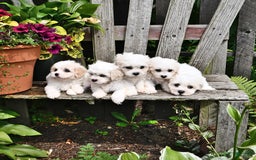 Cavachon dogs for sale: Millie - Image 6