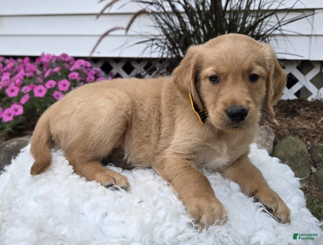 Golden Retriever dogs for sale: Sparky - Image 3