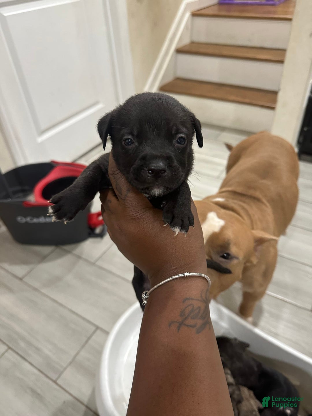 American Bully dogs for sale: American Bully 8 puppies - Image 3