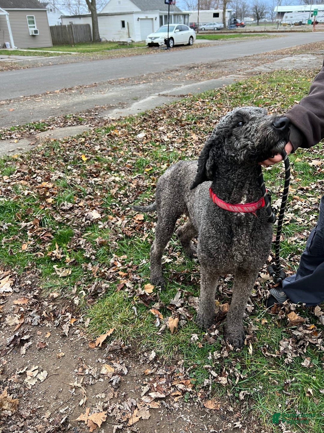 Labradoodle dogs for sale: Daisy - Image 3