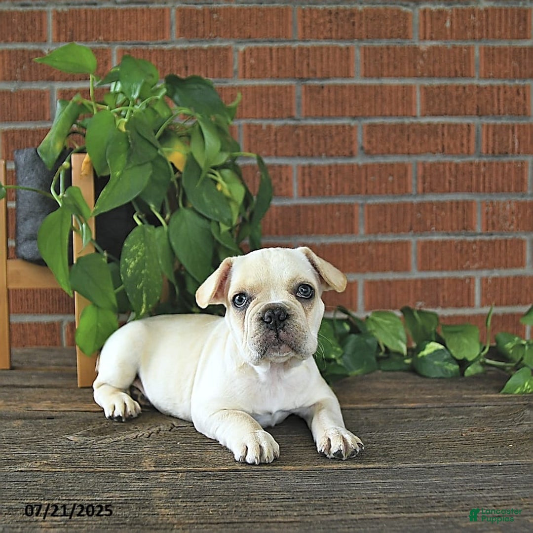 French Bulldog dogs for sale: Lilac - Image 2