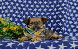 Shorkie dogs for sale: Cruz 9 Lbs Full Grown - Image 7
