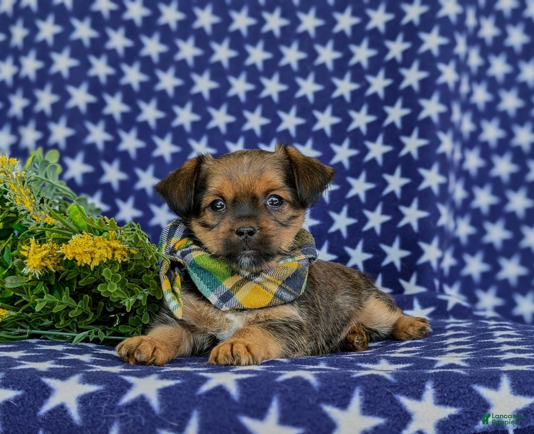 Shorkie dogs for sale: Cruz 9 Lbs Full Grown - Image 7