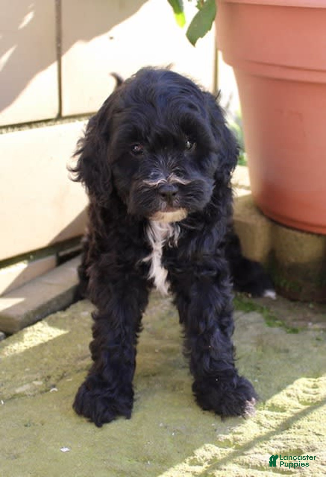 Shihpoo dogs for sale: Maggie - Image 7