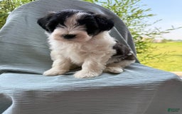 Teddy Bear dogs for sale: Teddy Bear 3 puppies - Image 5