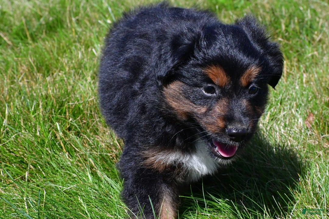 Miniature Australian Shepherd dogs for sale: Natasha - Image 12