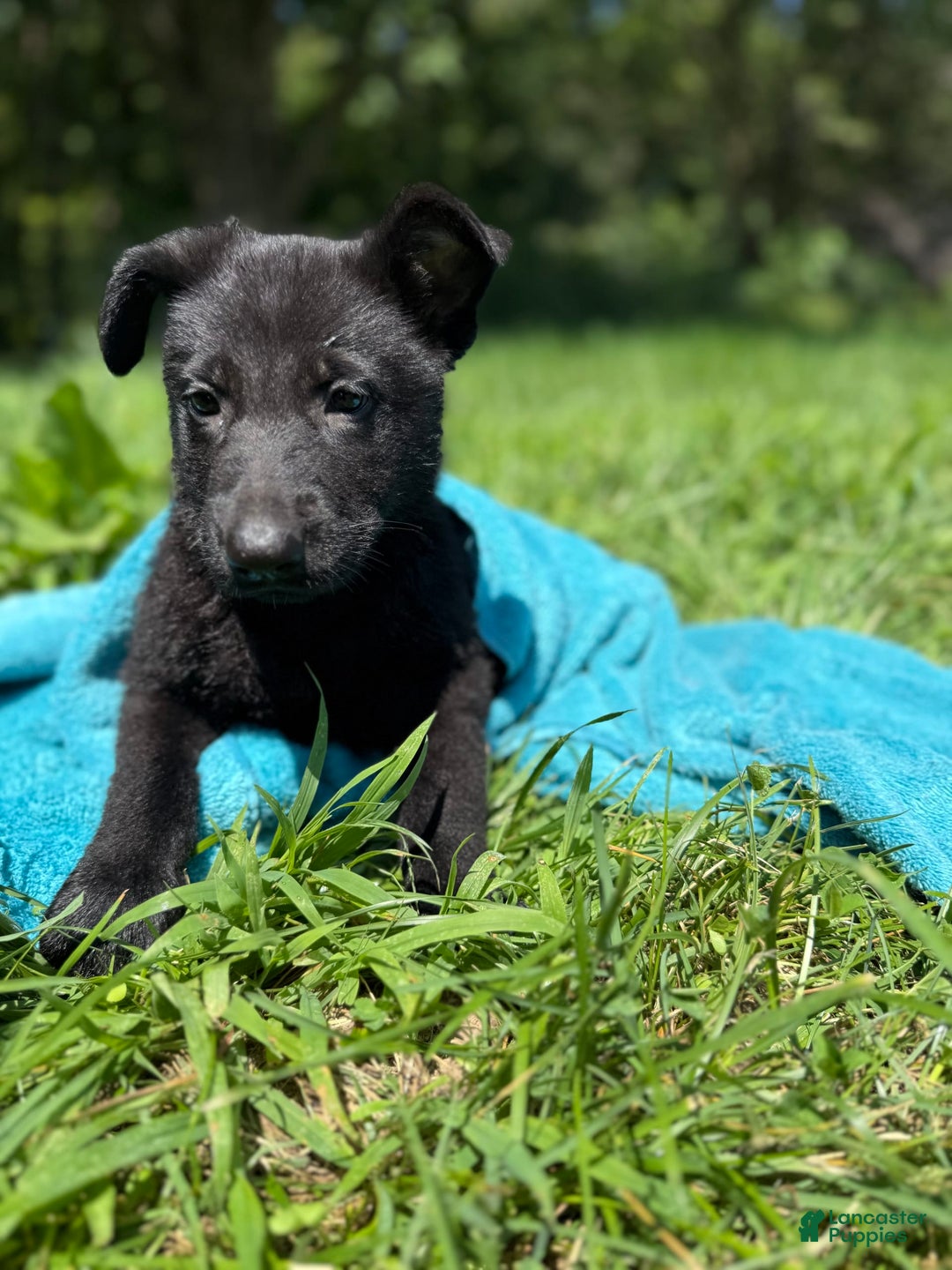 German Shepherd dogs for sale: Big Black - Image 3