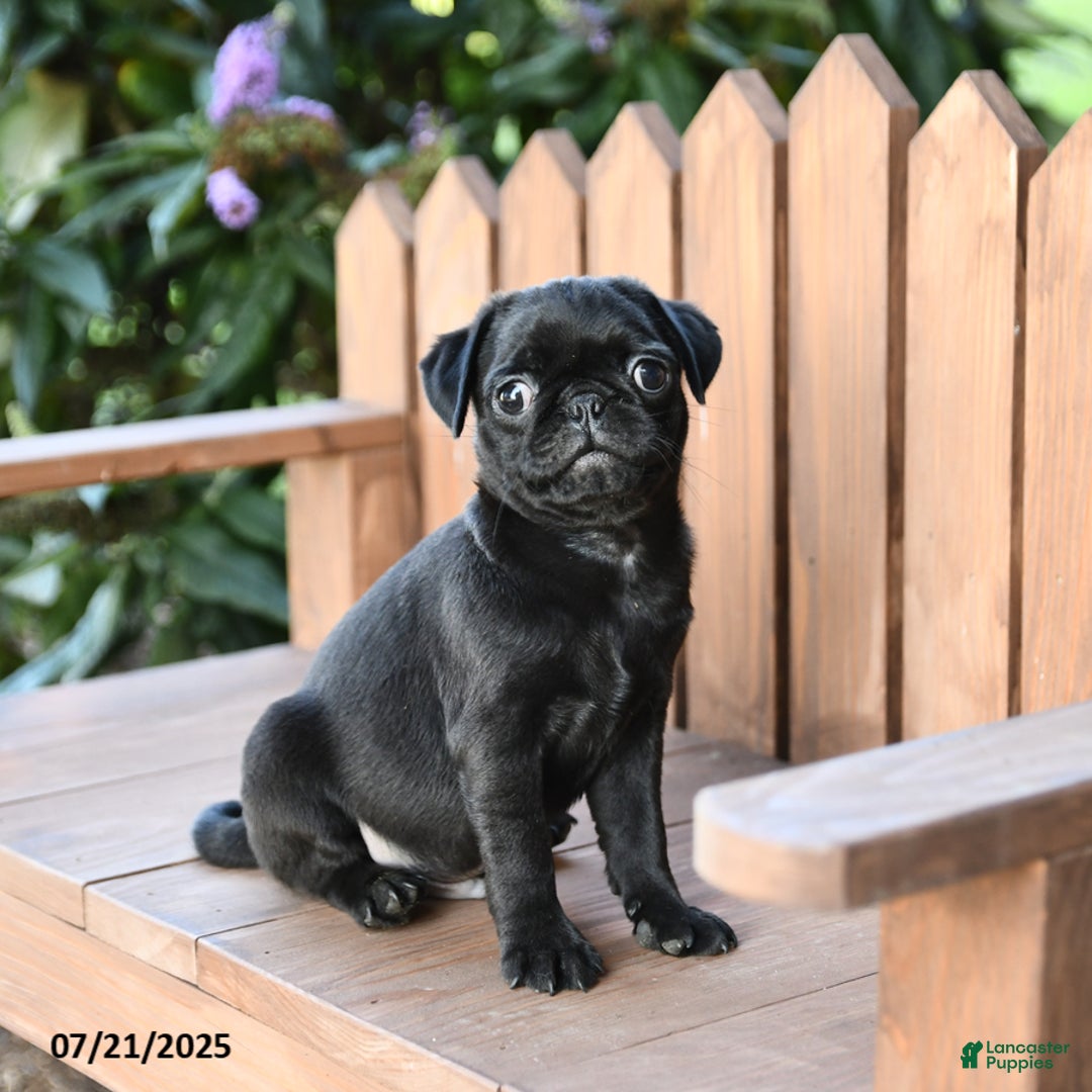 Pug dogs for sale: Mars - Image 2