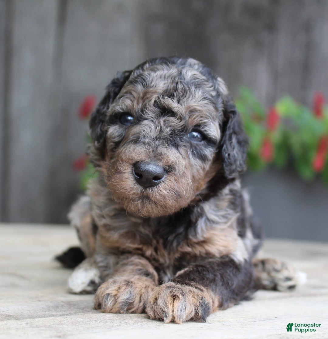 Standard Poodle dogs for sale: Rome Moyen - Image 3