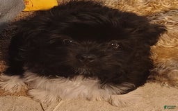 Shih Tzu dogs for sale: Shih Tzu 2 puppies - Image 2