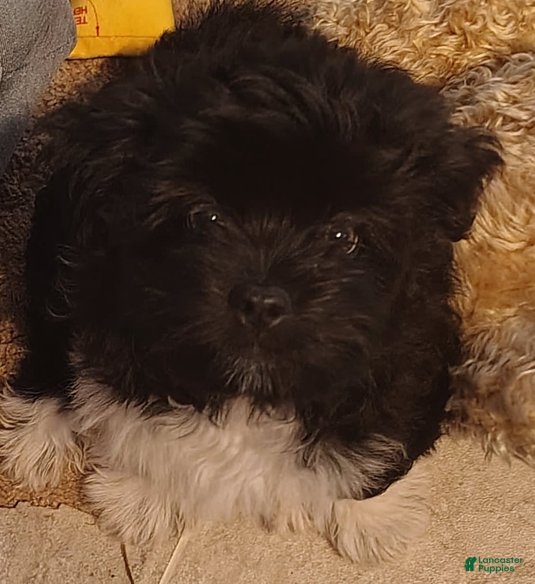 Shih Tzu dogs for sale: Shih Tzu 2 puppies - Image 2