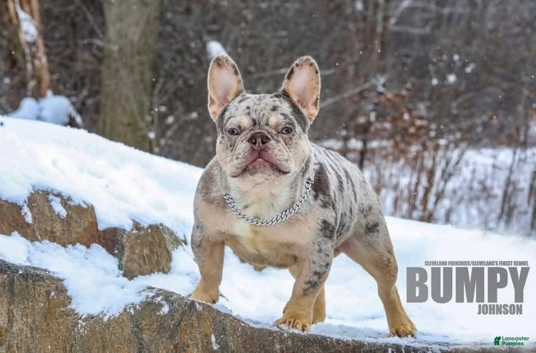 French Bulldog dogs for sale: Bumpy Johnson - Image 1