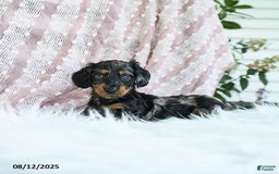 Miniature Dachshund dogs for sale: Pixie - Image 4