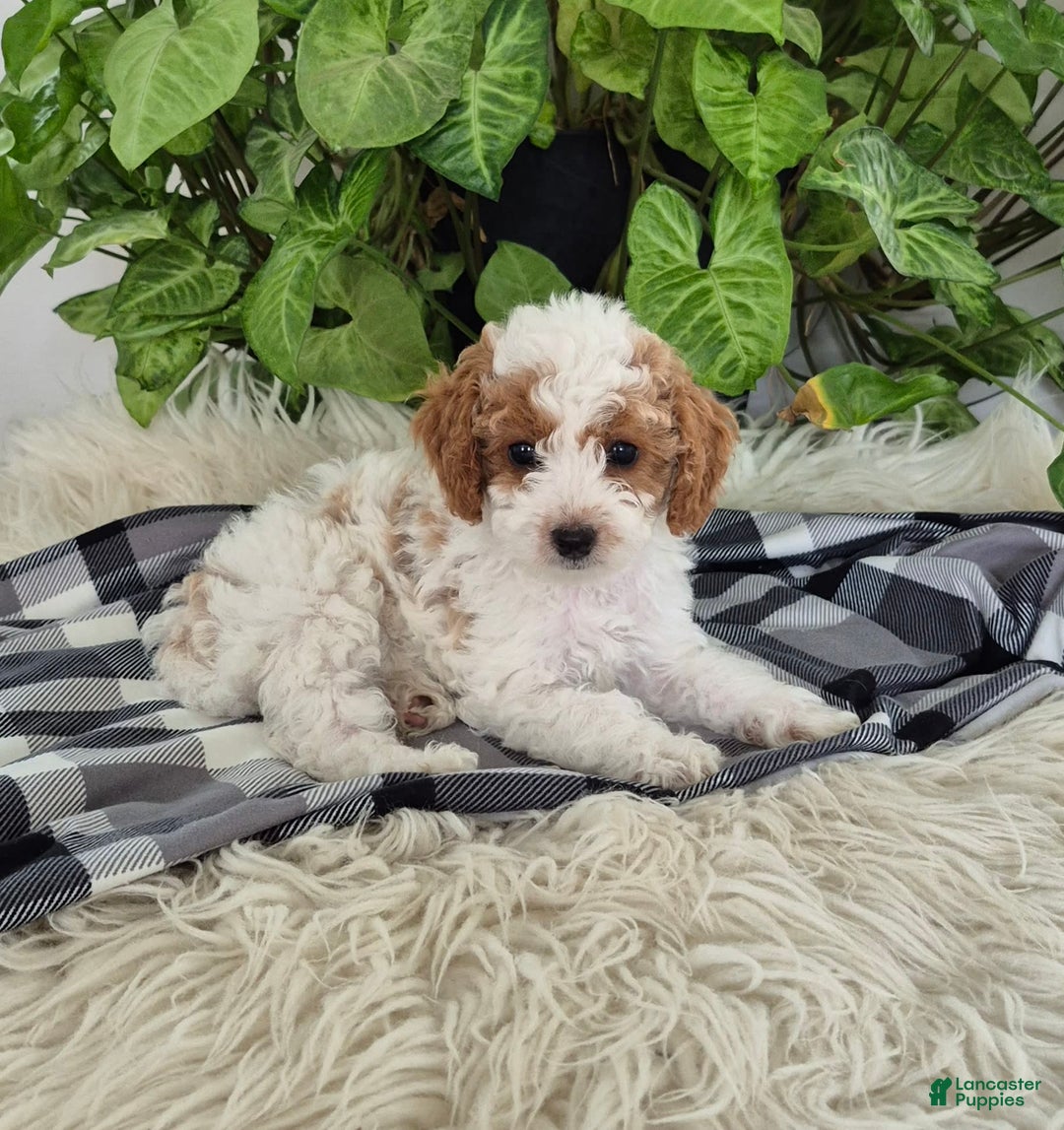 Cockapoo dogs for sale: Penny - Image 1