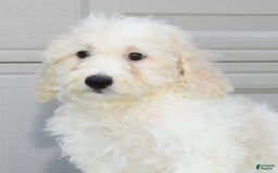 Maltipoo dogs for sale: Callie - Image 9