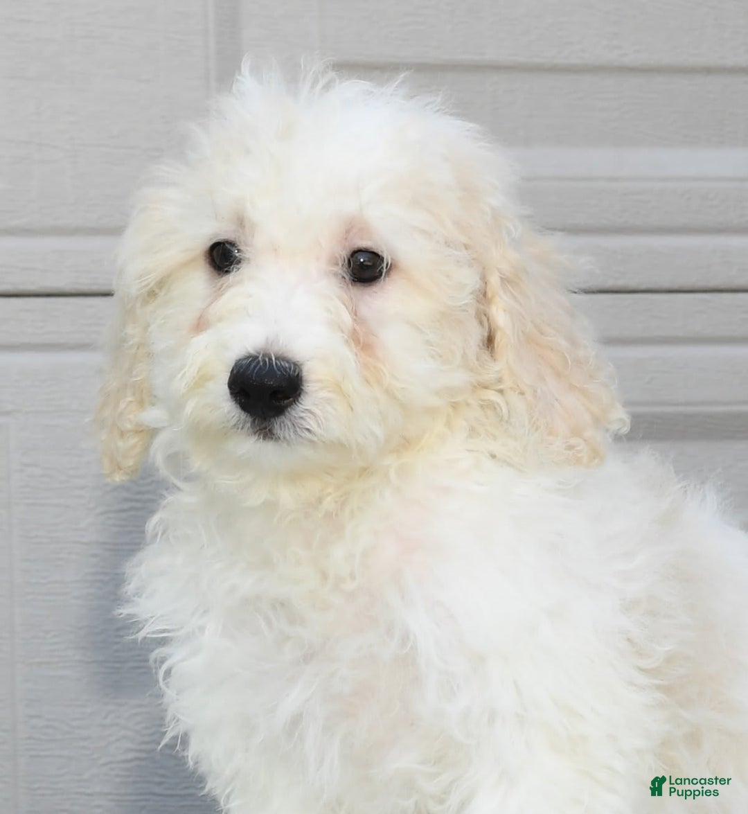 Maltipoo dogs for sale: Callie - Image 9