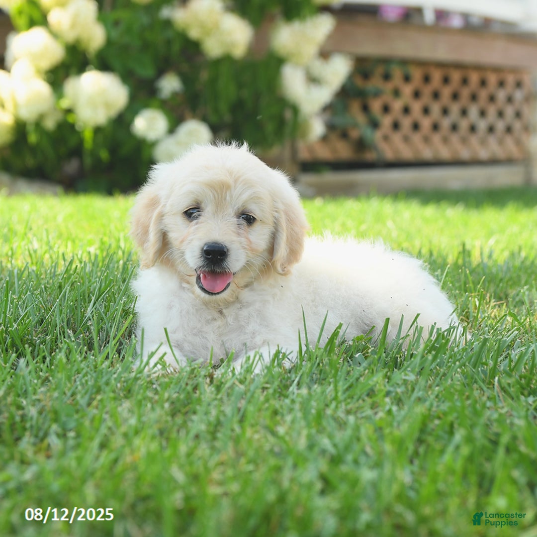 Mini Goldendoodle dogs for sale: Hiccup - Image 4