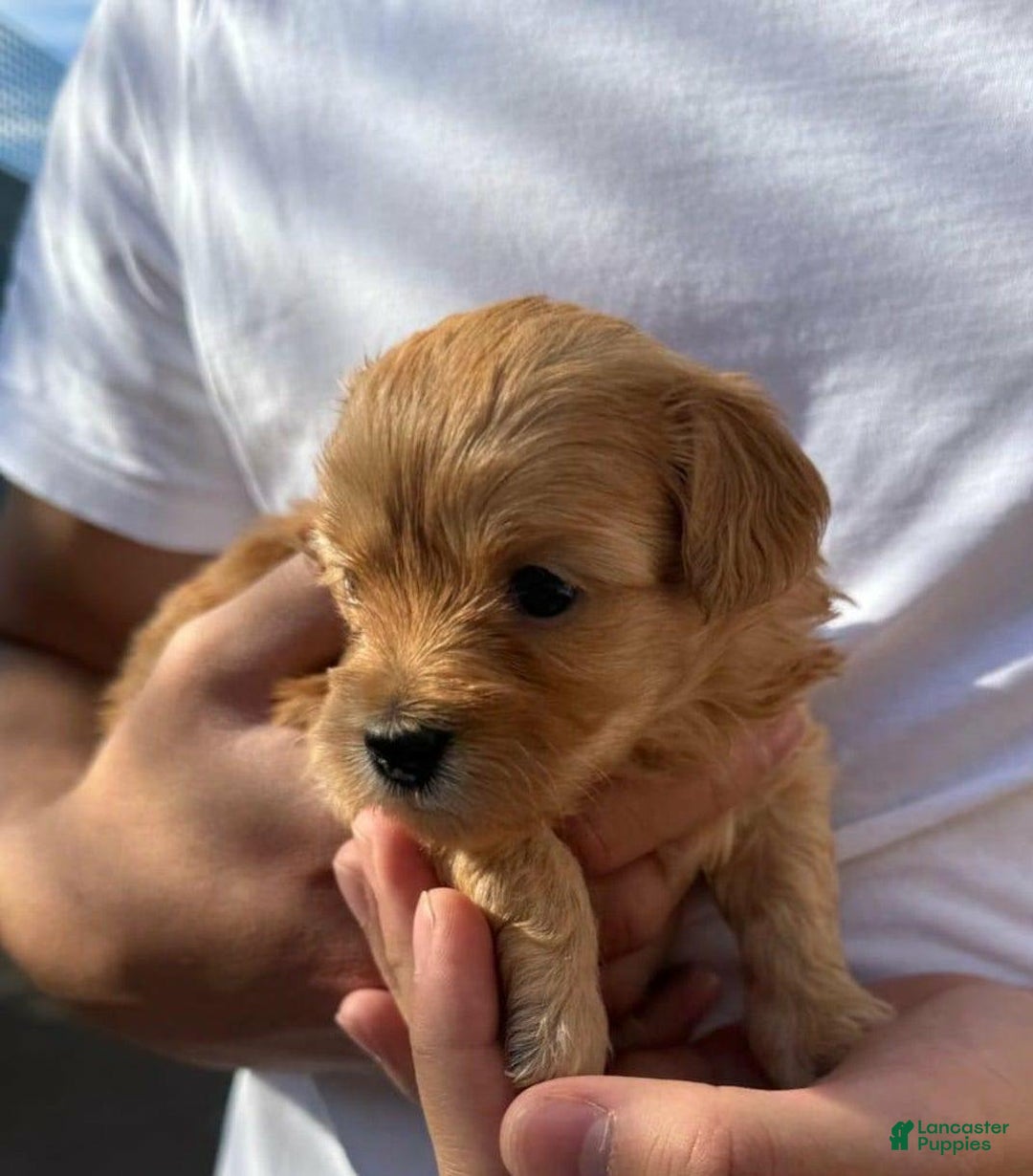 Maltipoo dogs for sale: Sally - Image 3