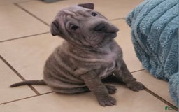 Shar Pei dogs for sale: Tea T - Image 1