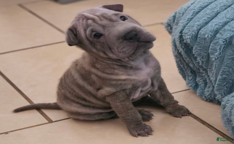 Shar Pei dogs for sale - Ad 2