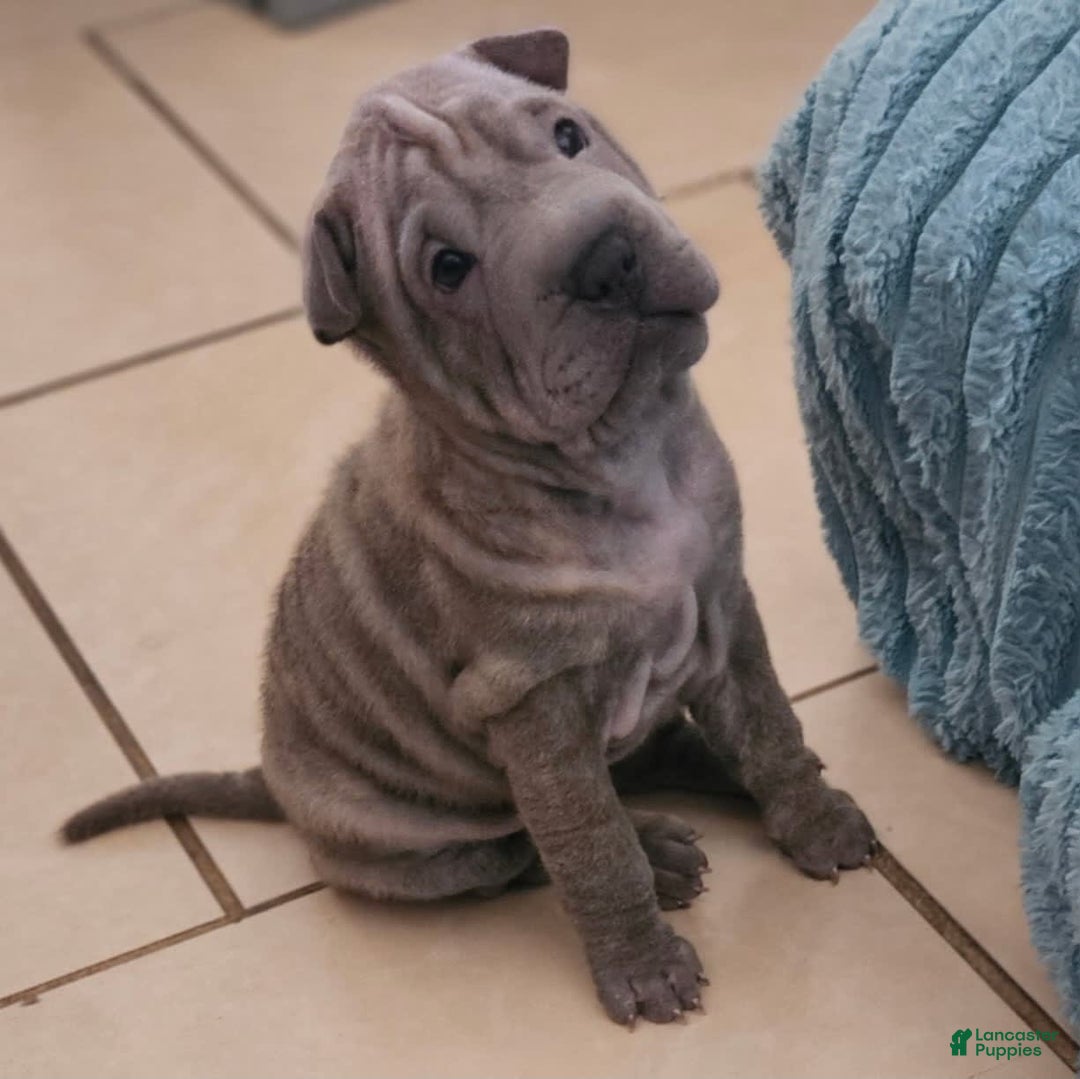 Shar Pei dogs for sale: Tea T - Image 1