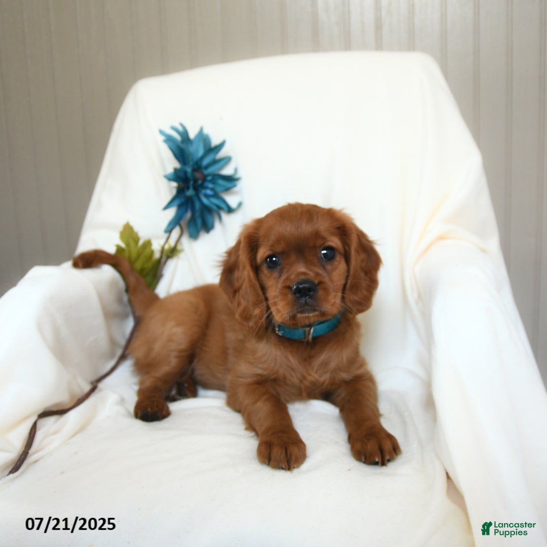 Miniature Golden Retriever dogs for sale: Rosie - Image 3