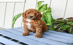 Mini Goldendoodle dogs for sale: Moxie - Image 5