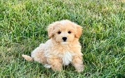 Maltipoo dogs for sale: Kobe - Image 9