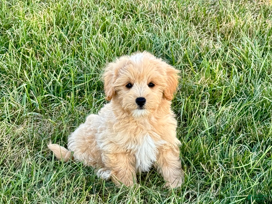 Maltipoo dogs for sale: Kobe - Image 9