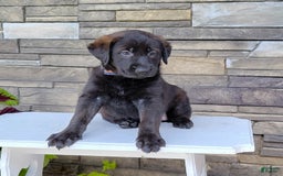 Labrador Retriever dogs for sale: Cami - Image 3