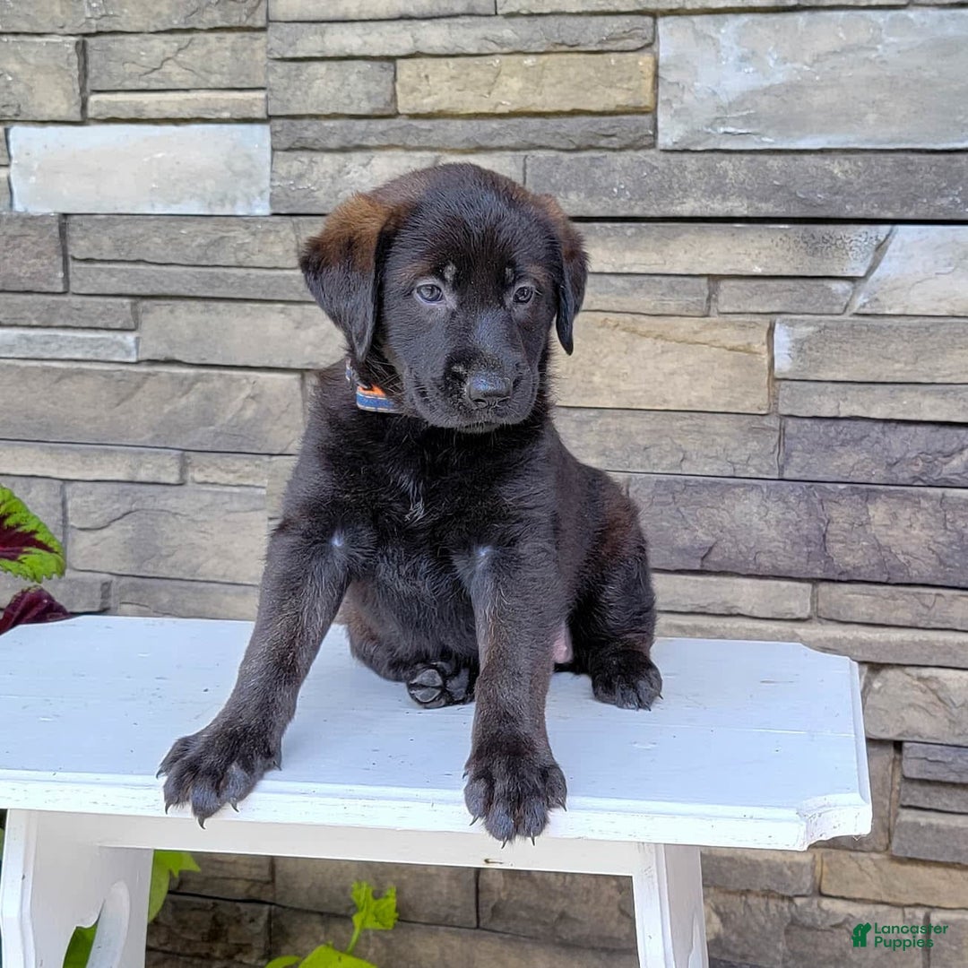 Labrador Retriever dogs for sale: Cami - Image 3