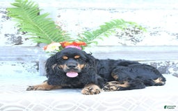 Cocker Spaniel dogs for sale: Banjo - Image 3