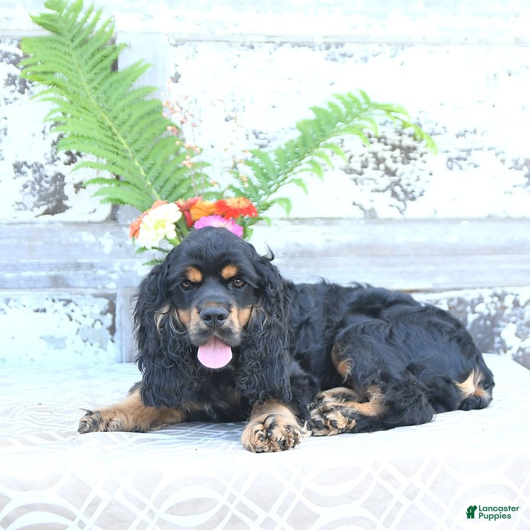 Cocker Spaniel dogs for sale: Banjo - Image 3