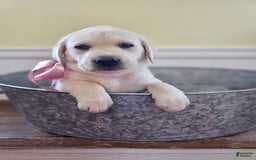 Labrador Retriever dogs for sale: Rileys Rosie - Image 4