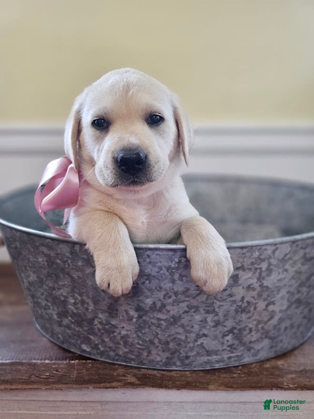 Labrador Retriever dogs for sale: Rileys Rosie - Image 4